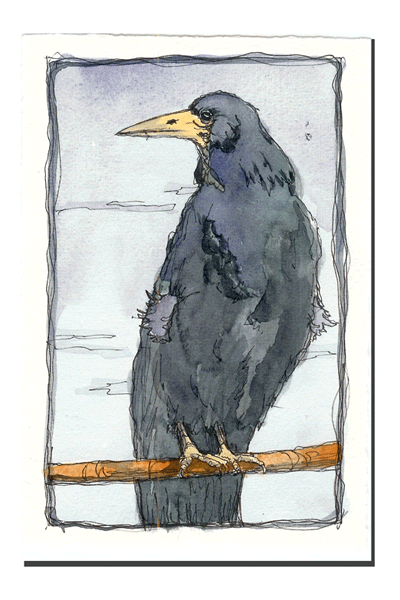 Bird-3-watercolour